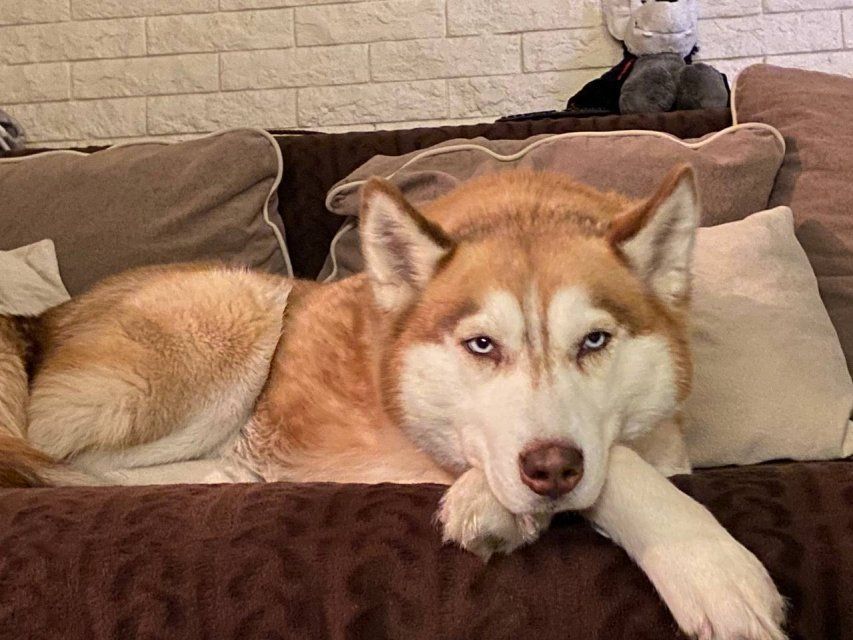 Состязания среди послушных собак скоро пройдут в Орле