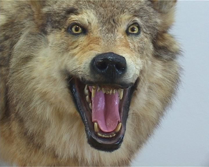 «В мире животных» в краеведческом музее