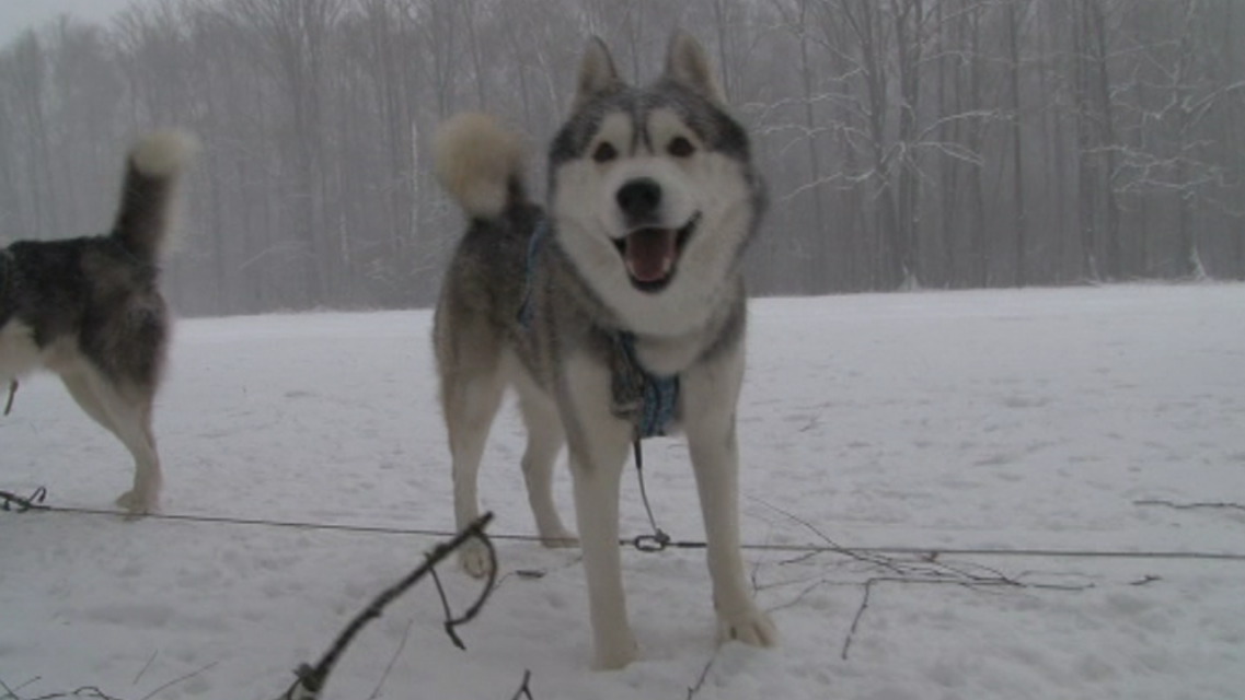 Сибирские хаски на Орловщине не только быстрые, но и безумно добрые