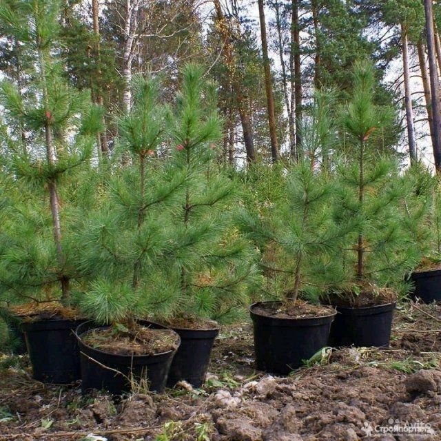 На Орловщине высадили почти 70 гектаров молодого леса