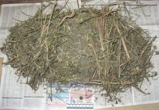 У 37-летнего жителя Свердловского района нашли более килограмма маковой соломки