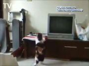 Кто сказал Мяу 26