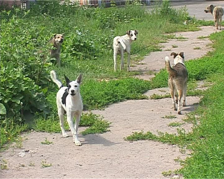 О судьбе бездомных животных