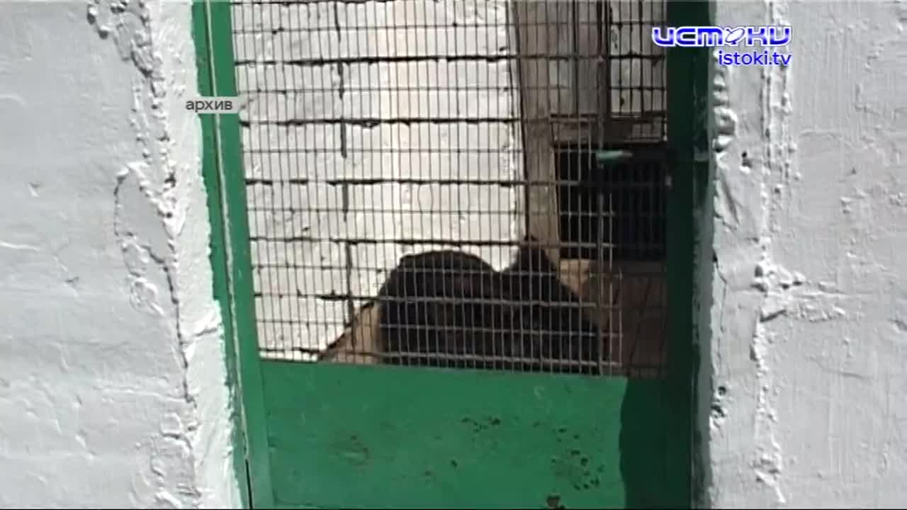 Малыш не пострадал — его вернули домой менее чем за час. В Орле собака по кличке Спартак нашла живым пропавшего четырёхлетнего мальчика