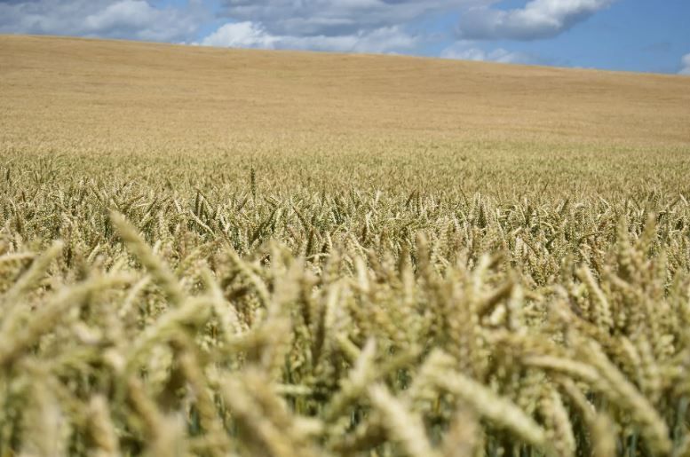 Жители деревни в Орловской области не видят домов из-за сухой травы