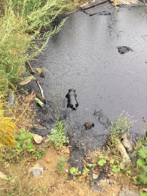 В котловане со смолой в Заводском районе Орла обнаружили новые трупы собак