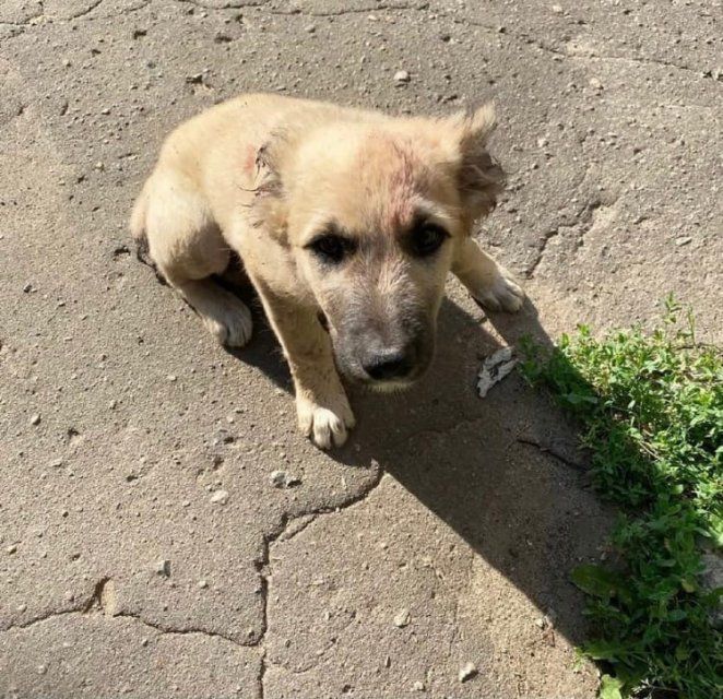 В Орле живодер отрезал щенку уши и хвост