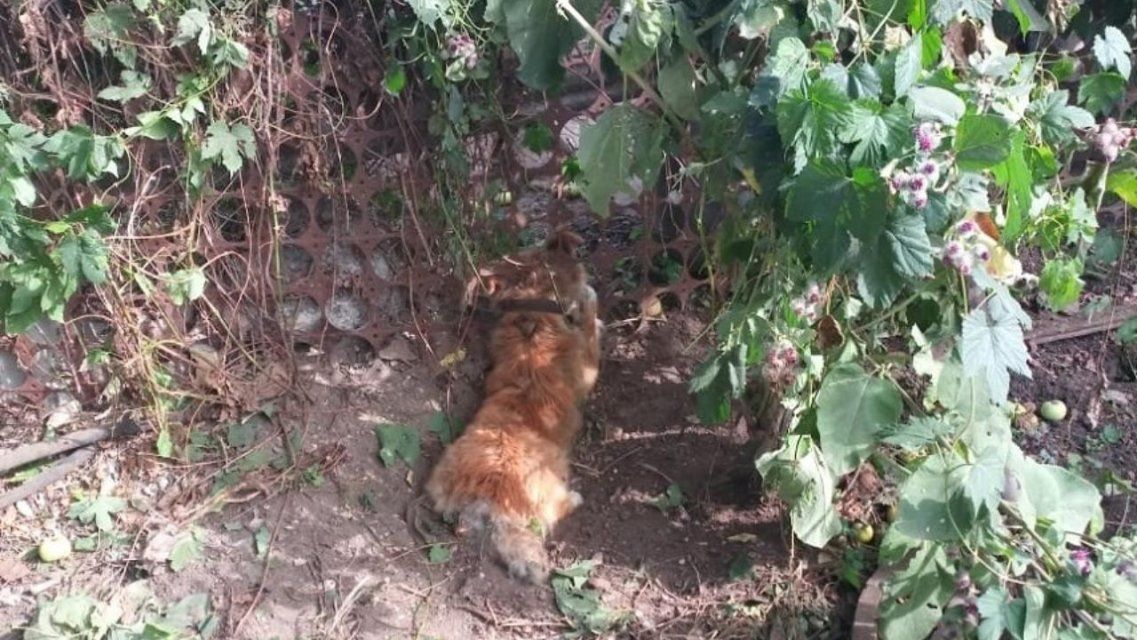 В Ливнах сотрудники МЧС спасли застрявшую в стальной западне собаку