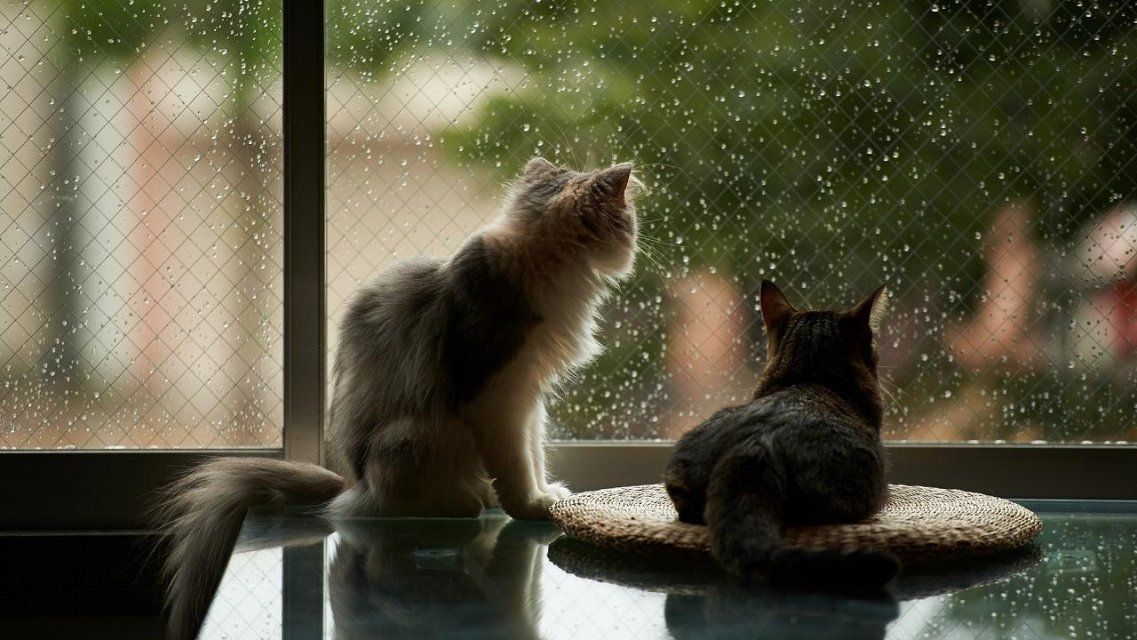 В Орел пришли дожди и тепло