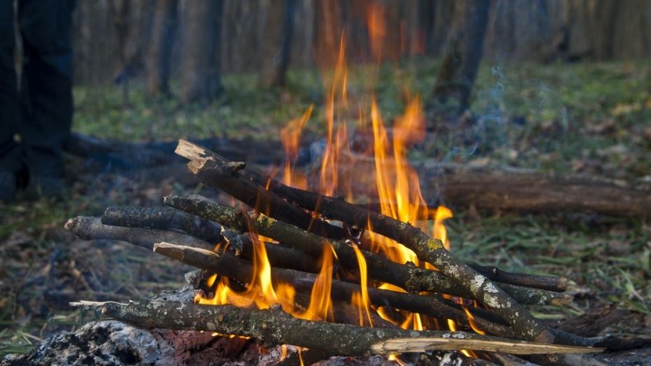 За костры в лесах орловчанам выписали вдвое больше штрафов, чем в 2018 году