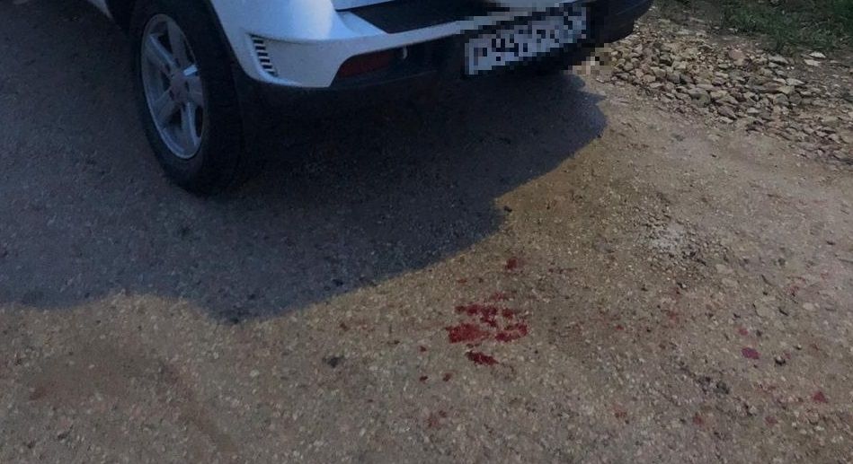 Орловские зоозащитники разыскивают собаку, изувеченную экс-директором интерната