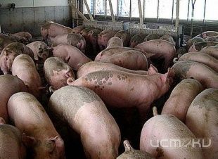 В Троснянском районе мужчина лишился свиней за долги