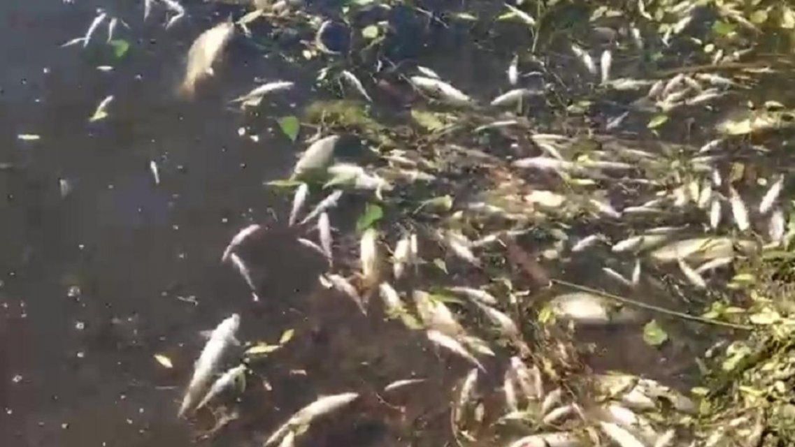 «Травят рыбу, помогите!»: массовая гибель речных обитателей переполошила ливенцев