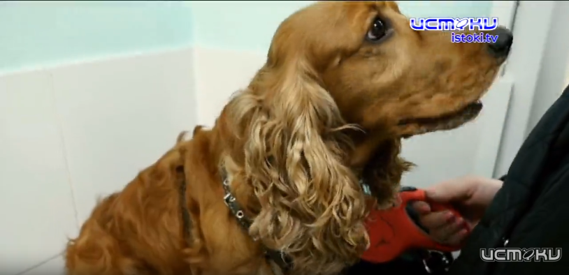 Правила перевозки животных в новой программе Россельхознадзора