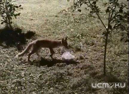 В Орловской области по дороге бегает лиса