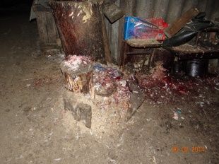 В Ливенском районе на 90 суток закрыли нелегальную убойную площадку 