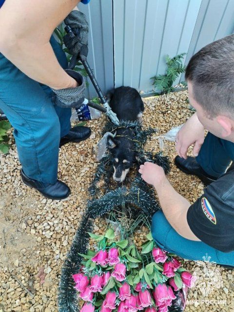 В Ливнах спасли щенка, застрявшего в ритуальном венке