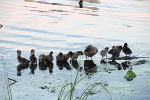 Не каждая мать так сможет
