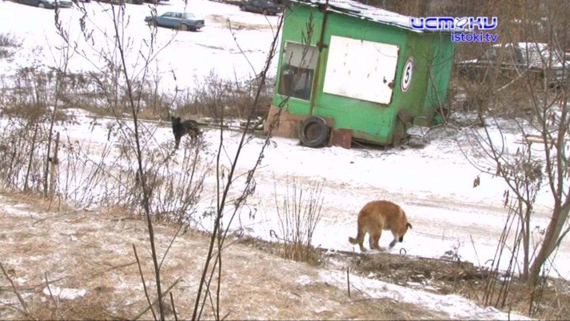 Стая бродячих собак годами держит в страхе сотрудников орловской школы 