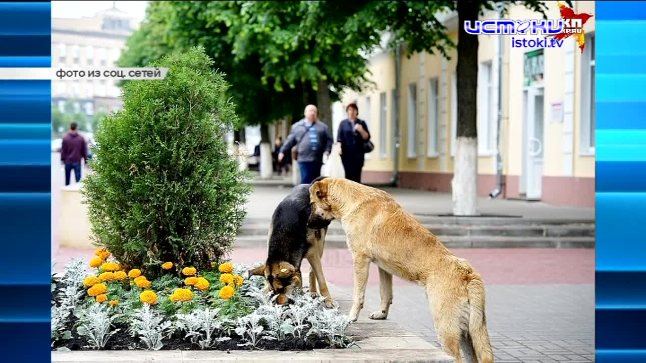 Госдума приняла закон о праве регионов самим решать, что делать с бездомными животными, в школе на ул. Зеленина продолжаются работы. Об этом и не толь...