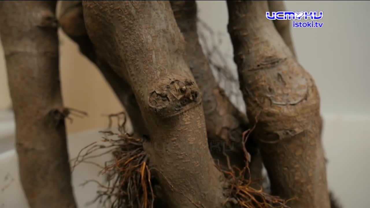 Экспертное мнение 14.11.2024