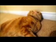 Кто сказал Мяу 67