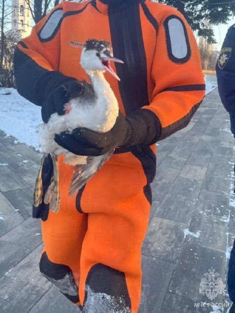 В Орле спасли вмерзшую в лёд птицу