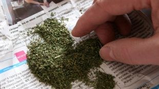 Полицейские нашли дачных воришек, а при обыске — еще и марихуану