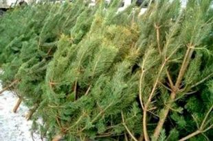 В администрации города стартовал конкурсный отбор на право размещения елочных базаров