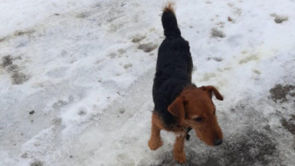 Зоозащитники: житель Ливен тренирует собак, натравливая их на котов 