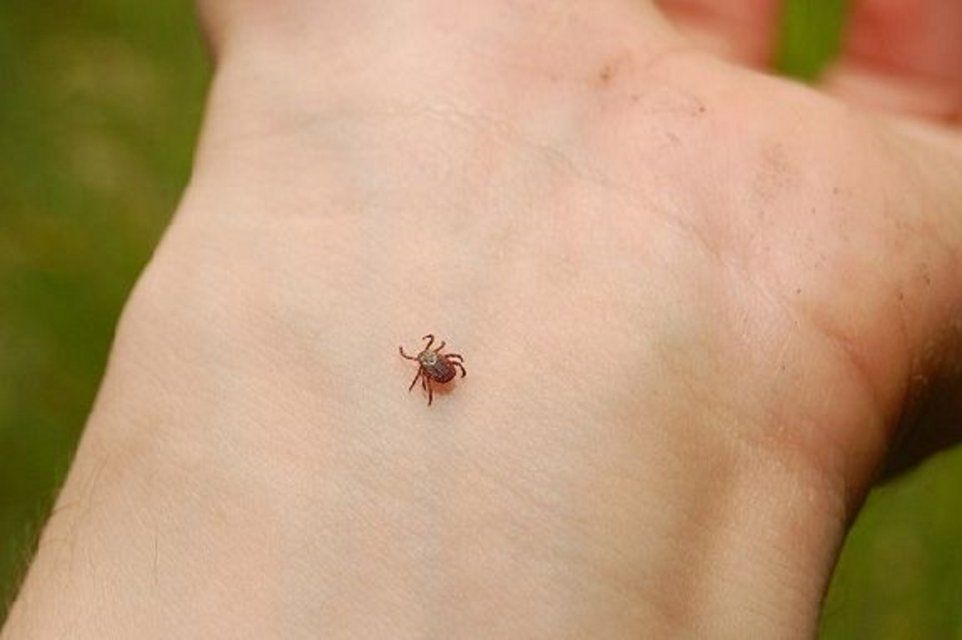 30 детей пострадало в Орловской области от укусов клещей 