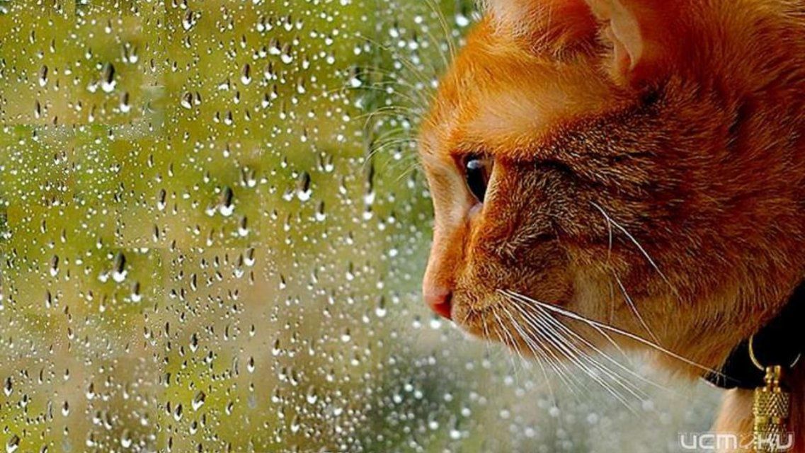 7 мая в Орле будет хмуро и дождливо