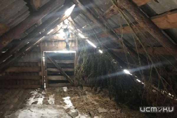 Орловчанин стал фигурантом уголовного дела из-за марихуаны Орловчанин стал фигурантом уголовного дела из-за марихуаны