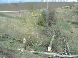 КТО СПИЛИЛ ДЕРЕВЬЯ?