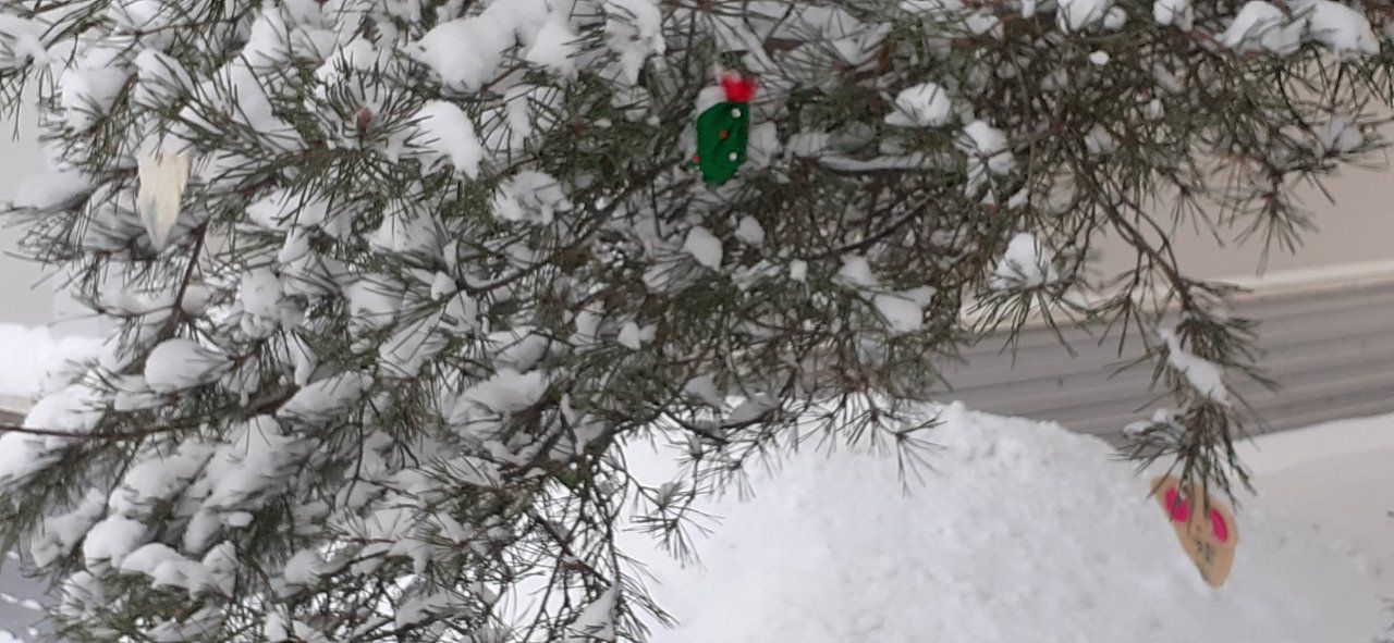 В орловской мэрии рассказали, во сколько обойдутся елки в этом году