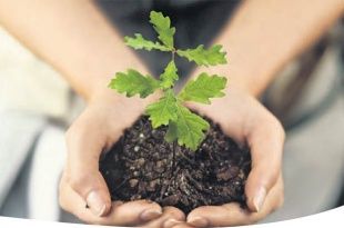 Орловская область поучаствует во Всероссийской акции «Аллея России» в Крыму