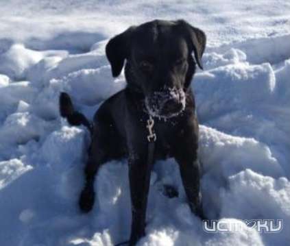 Хозяева ищут питомца: в Северном районе Орла пропал лабрадор Нуар 