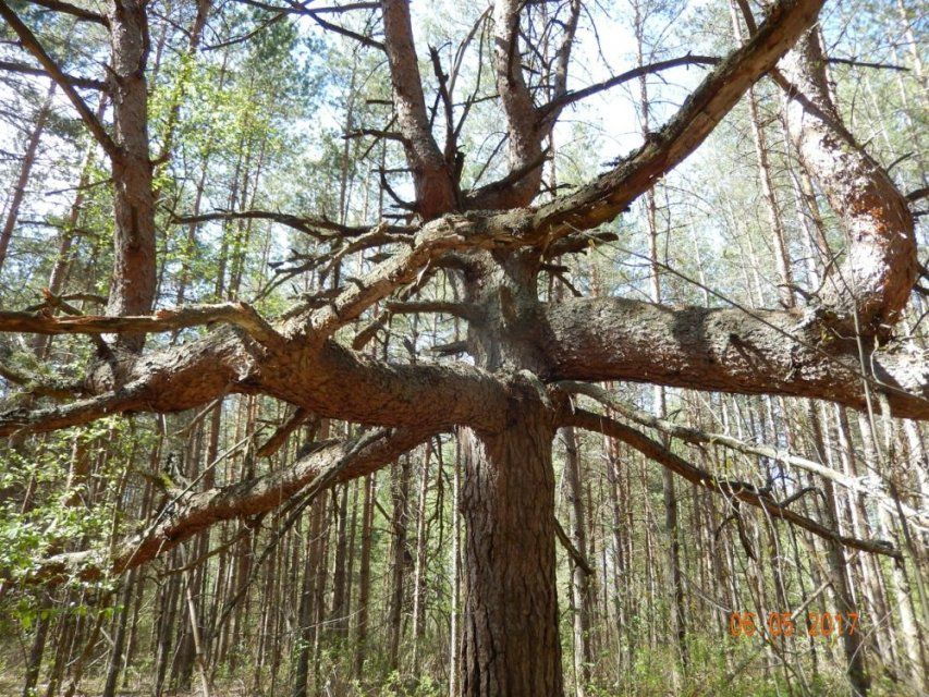 Чудо-дерево хотят найти в Орловской области