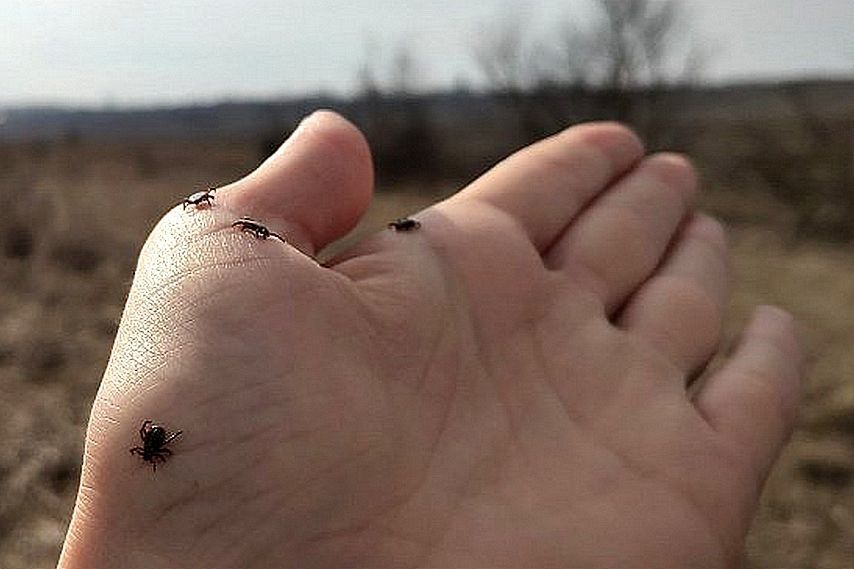 Активность клещей в Орловской области снизилась