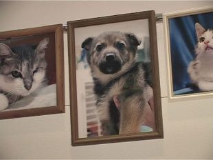 Дорога домой. Арт-проект помощи четверолапым.. 