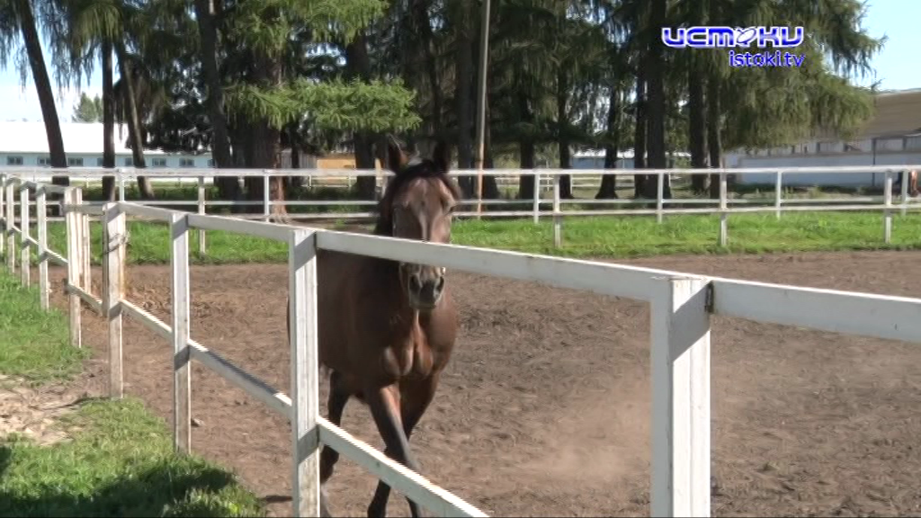 Конезавод или туристический шиш 