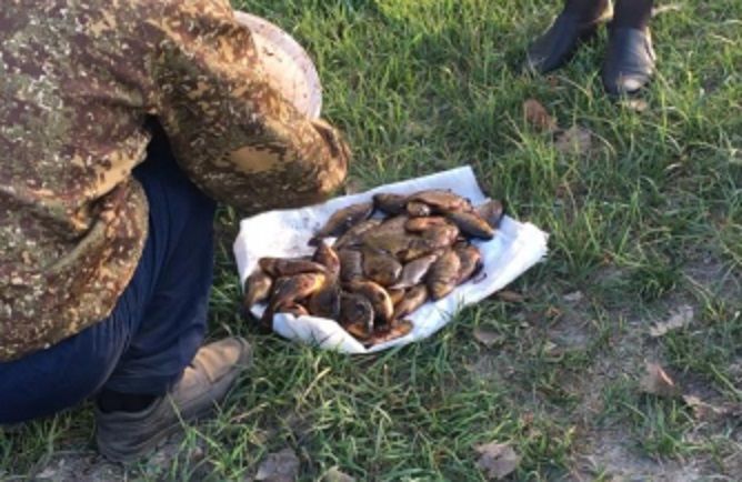 В Брянской области поймали трех орловских браконьеров, ловивших карпов и карасей