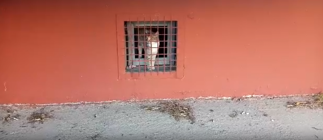 Глазами очевидцев: в Орле в подвале замуровали кошек