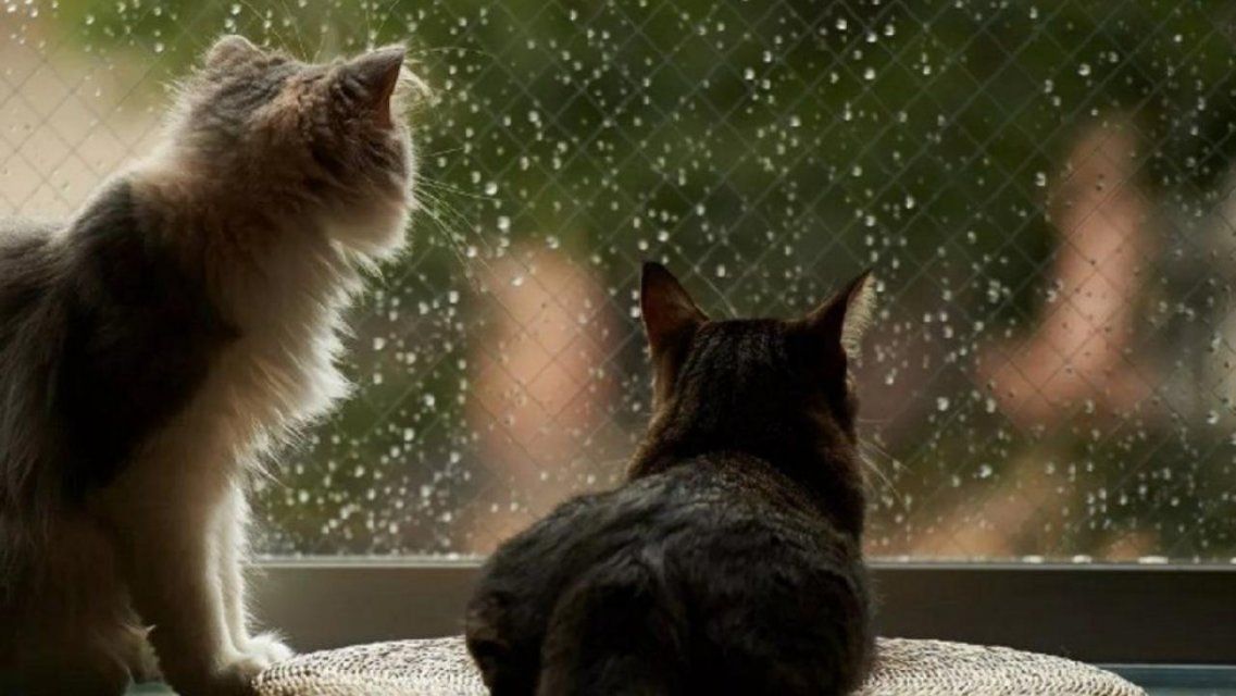 Генеральная репетиция осени: дождь пока не покидает Орел