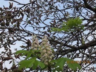 В Орле цветут каштаны!