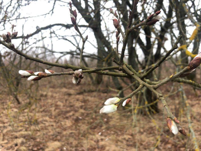 Орловчанин заснял распускающуюся вербу