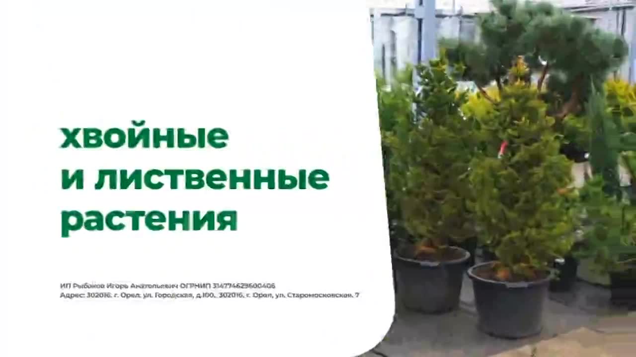 На Лесоторговой открылась обновлённая площадка садовых растений