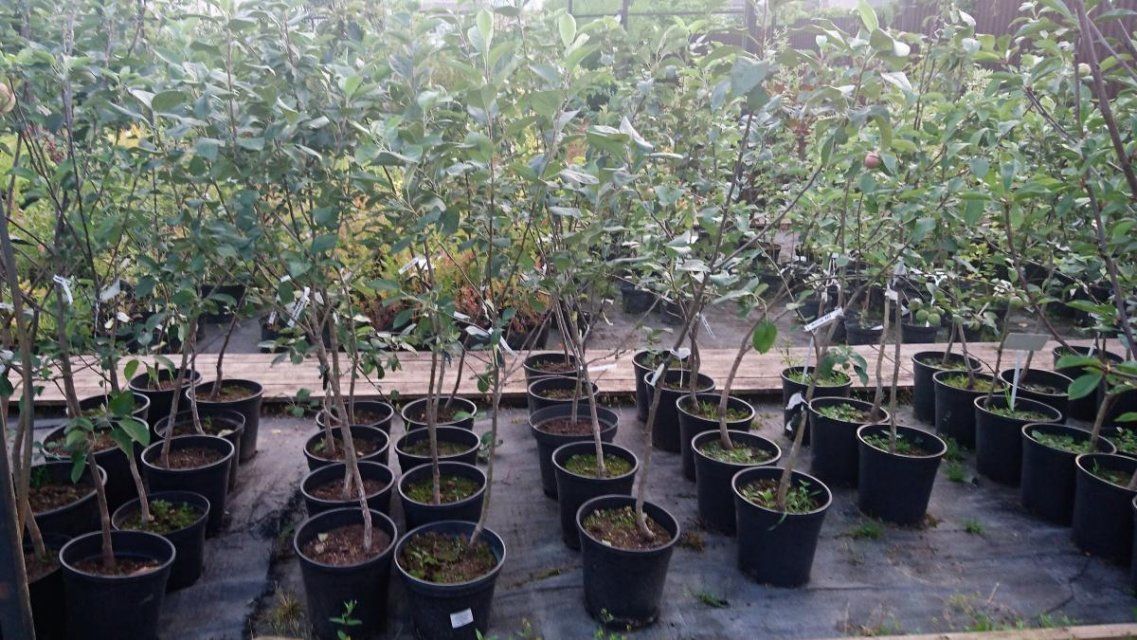 В Орловскую область ввезли более 2 000 сомнительных саженцев