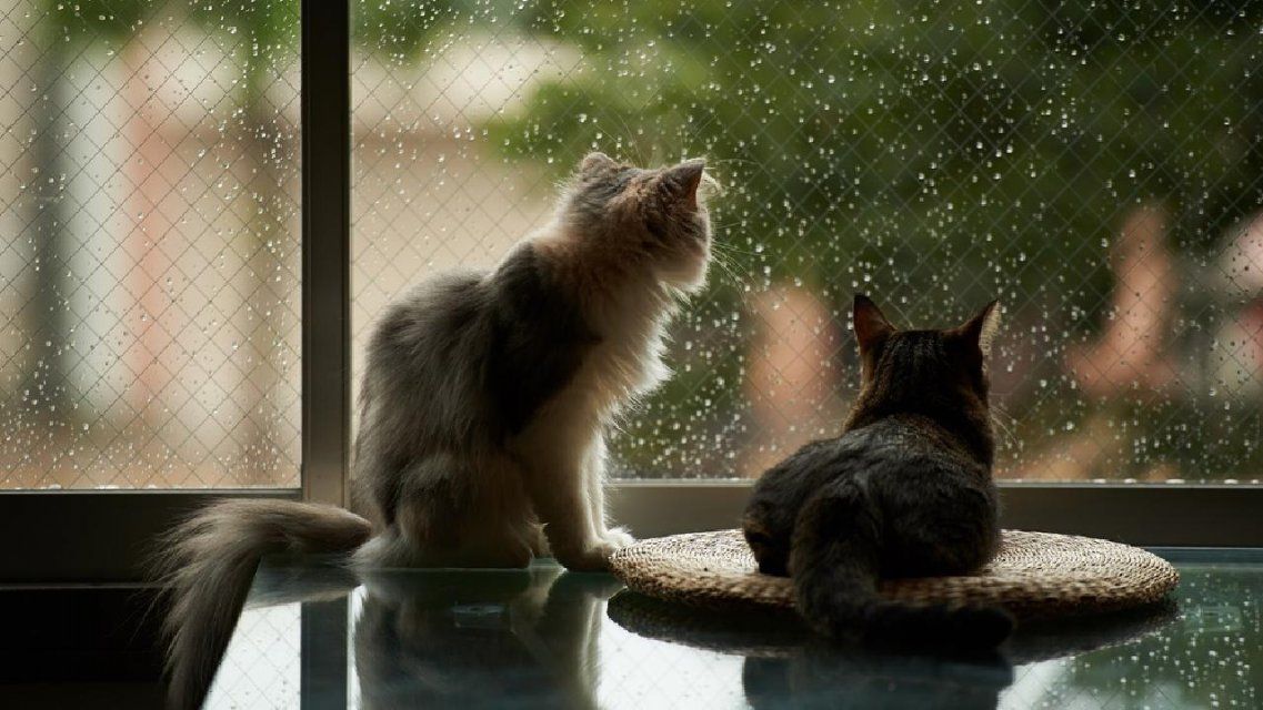 Сегодня за окном у орловчан то дождь, то солнце