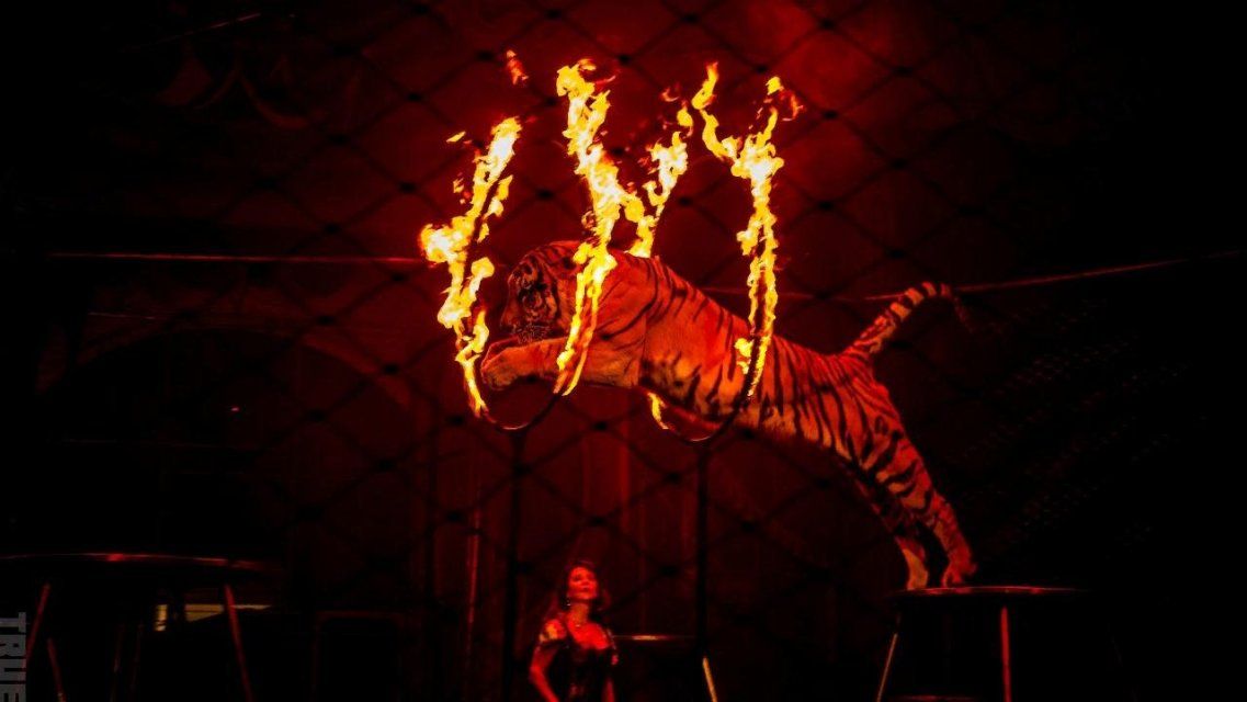 Слушатели Ретро FM в Орле могут выиграть билеты в цирк